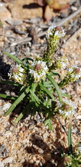 Hebenstretia minutiflora