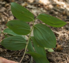 Polygonatum orientale