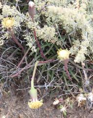 Asparagus capensis capensis