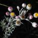 Achyranthemum - Photo (c) Tony Rebelo, algunos derechos reservados (CC BY-SA), subido por Tony Rebelo