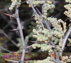 Asparagus capensis capensis