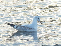 Chroicocephalus ridibundus