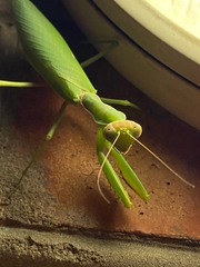 Hierodula transcaucasica