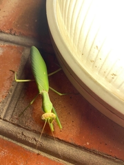 Hierodula transcaucasica