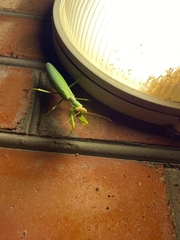 Hierodula transcaucasica