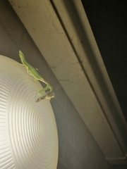 Hierodula transcaucasica