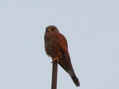 Falco tinnunculus