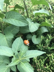 Harmonia axyridis