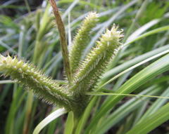 Carex cognata