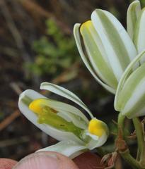 Albuca longipes