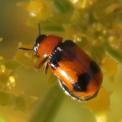Coptocephala scopolina