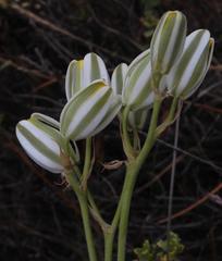 Albuca longipes