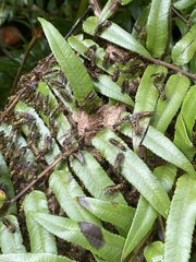 Polybia fastidiosuscula