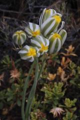 Albuca longipes