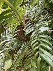 Polybia fastidiosuscula