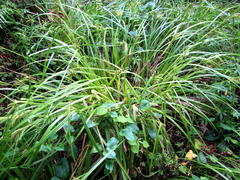 Carex cognata