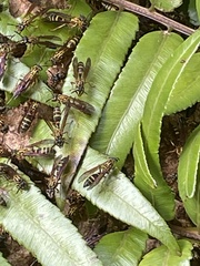 Polybia fastidiosuscula