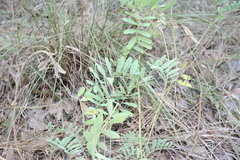 Tephrosia virginiana