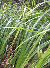 Carex cognata