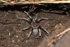 Hemirrhagus chilango