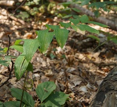 Polygonatum orientale