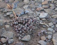 Anacampseros marlothii