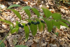 Polygonatum orientale