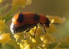 Coptocephala scopolina
