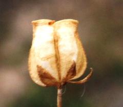Nemesia leipoldtii