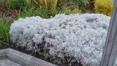 Senecio leucostachys