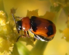 Coptocephala scopolina
