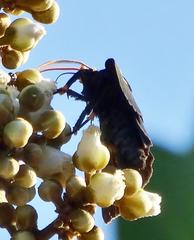 Egybolis vaillantina