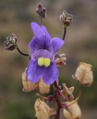 Nemesia leipoldtii