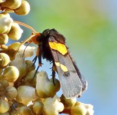 Egybolis vaillantina