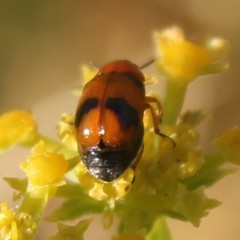 Coptocephala scopolina