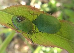 Nezara viridula