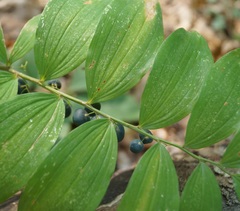 Polygonatum orientale