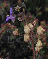 Nemesia leipoldtii