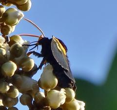 Egybolis vaillantina