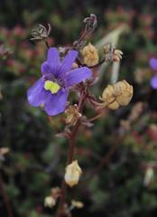 Nemesia leipoldtii