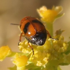 Coptocephala scopolina