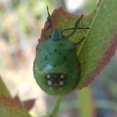 Nezara viridula