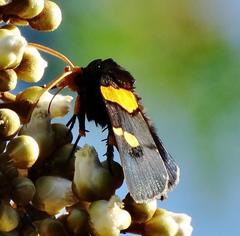 Egybolis vaillantina