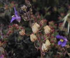 Nemesia leipoldtii