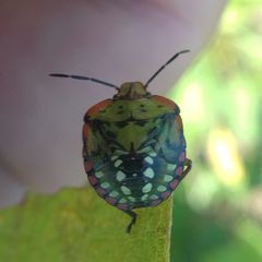 Nezara viridula