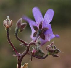 Nemesia leipoldtii