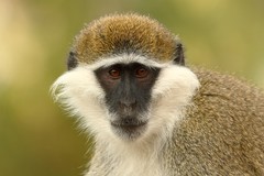 Chlorocebus aethiops