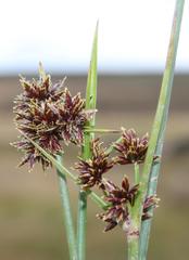 Cyperus marginatus