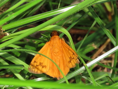 Bungalotis midas