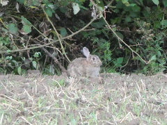 Oryctolagus cuniculus